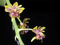 Himalayan Bird-Lip Orchid